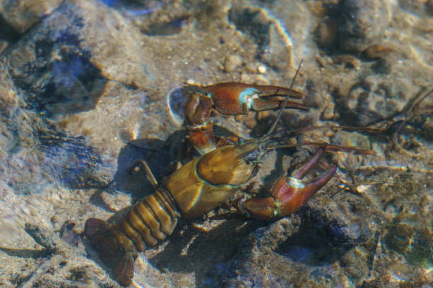 A crayfish or 'crawdad' crawls along the bottom of  a fresh water lake.