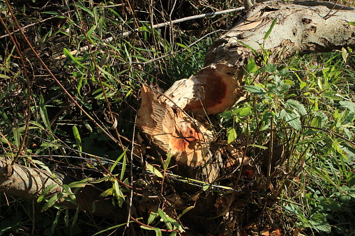 Beavers nibbled on a tree and it fell over