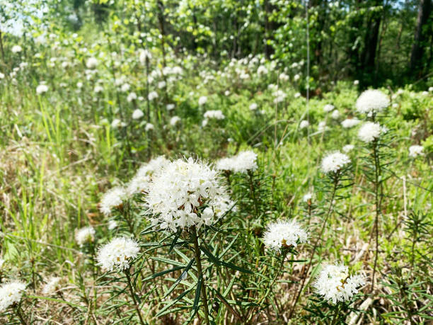 Labrador tea, also known as wild rosemary, belongs to the Rhododendron family. It's a flowering plant found in the northern regions and falls under the subsection Ledum within the larger Rhododendron genus. el té de labrador, también conocido como romero silvestre, pertenece a la familia de los rododendros. es una planta con flores que se encuentra en las regiones del norte y pertenece a la subsección ledum dentro del género rhododendron más grande.
