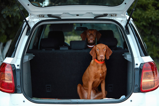 Two brown Hungarian Vizsla dogs are sitting in the trunk of a car and looking at their owner. Lifestyle, travel and leisure content.