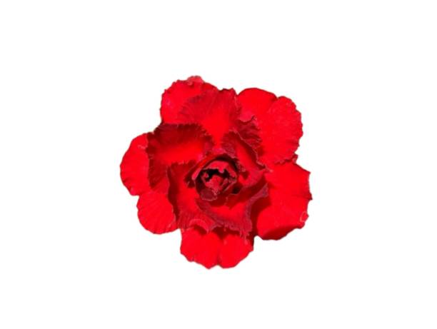 istock red adenium flower 1816225775
