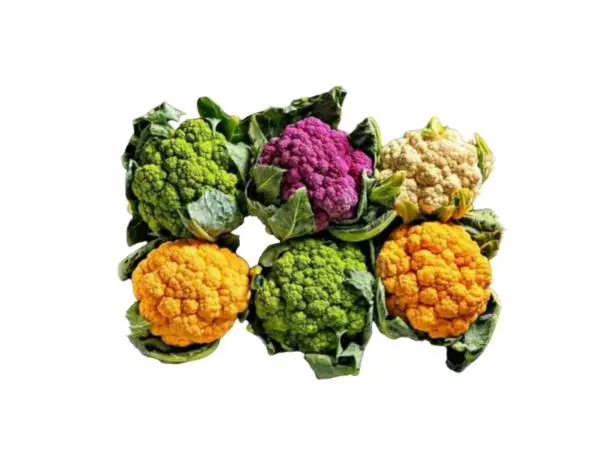 Photo of four colored cauliflower