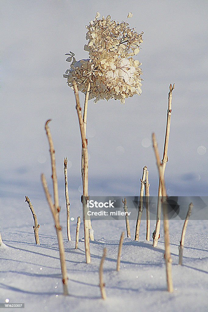 Raspadinha de flor na neve - Foto de stock de Branco royalty-free