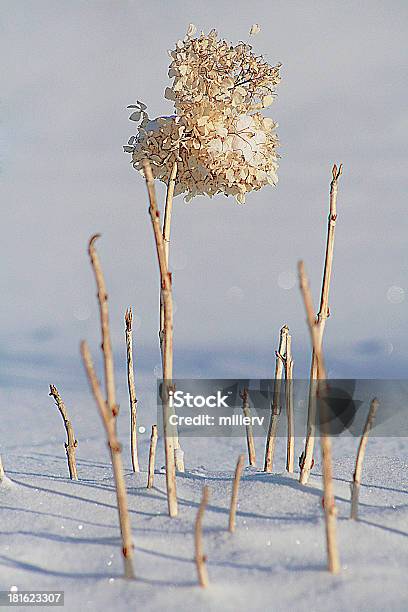 Замороженные Цветок В Снегу — стоковые фотографии и другие картинки Без людей - Без людей, Белый, Вертикальный