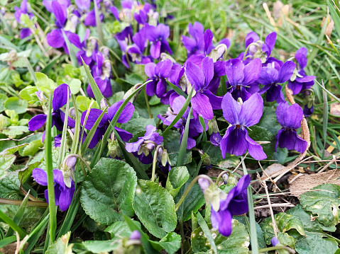 Viola belongs to the Violaceae family and is a genus of flowering plants.