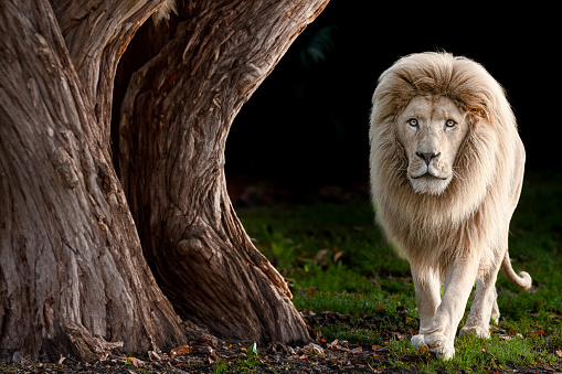 A white lion walks along an amazing tree in the dark.