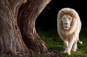 White male lion along a huge tree.