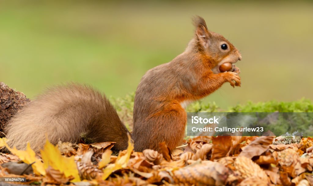 Red Squirrel Scientific Name Sciurus Vulgaris Alert Red Squirrel With