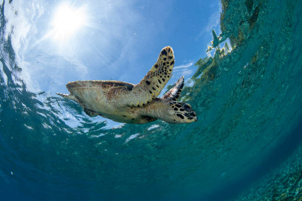 istock Turtle in the sea 1816248387