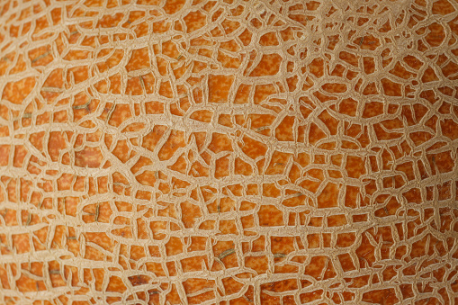 Melon peel texture all over background, close up