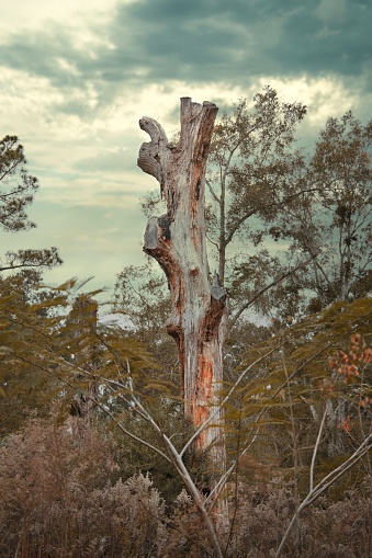 A Dead tree in the middle of an autumn forest during a cloudy day