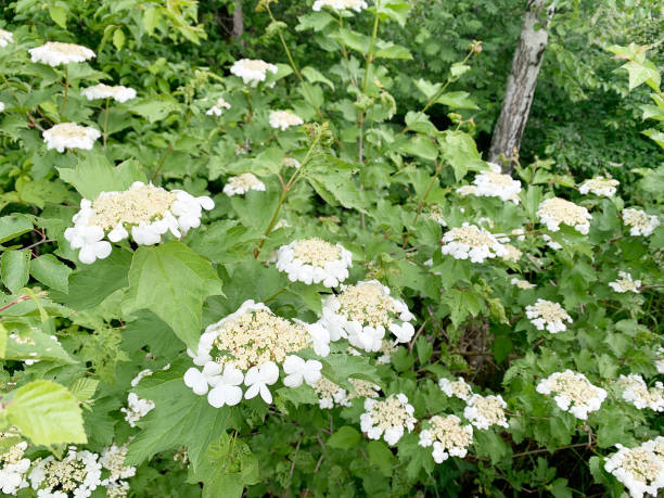 The common Viburnum opulus with simple flowers in spring is known in English as Guelder Rose. Its scientific name is Viburnum opulus