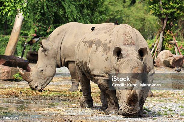 Rhino A Foto de stock y más banco de imágenes de Agresión - Agresión, Animal, Animal joven