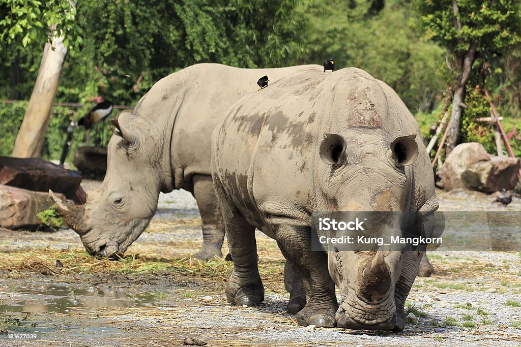 Rhino ходьба - Стоковые фото Агрессия роялти-фри