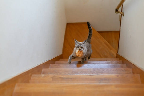 istock Cat climbing the stairs with bread in its mouth 1816272318