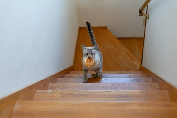 istock Cat climbing the stairs with bread in its mouth 1816272324