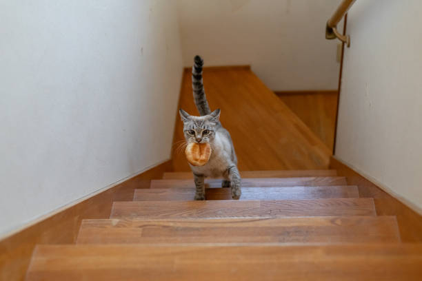 istock Cat climbing the stairs with bread in its mouth 1816272834