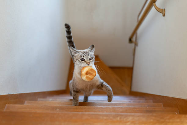 Cat climbing the stairs with bread in its mouth