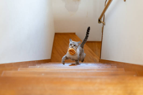 istock Cat climbing the stairs with bread in its mouth 1816272851