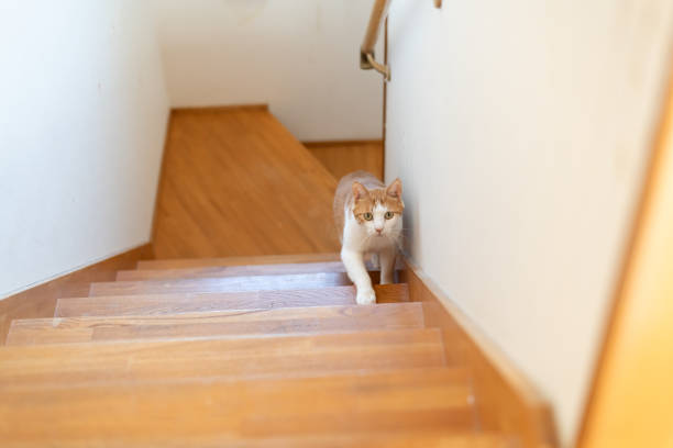 istock cat walking up the stairs 1816273368
