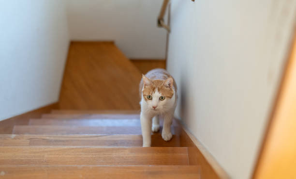 istock cat walking up the stairs 1816273372