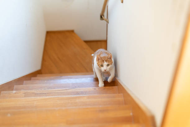 istock cat walking up the stairs 1816273377