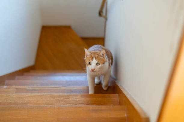 istock cat walking up the stairs 1816273384