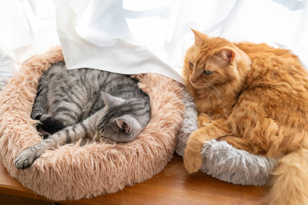 istock Two cats relaxing by the window 1816275594