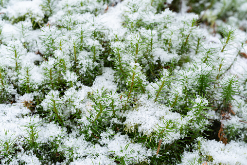 snow piled up on moss
