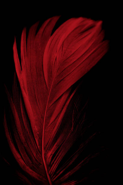 istock Beautiful red  feather isolated on black background 1816286166