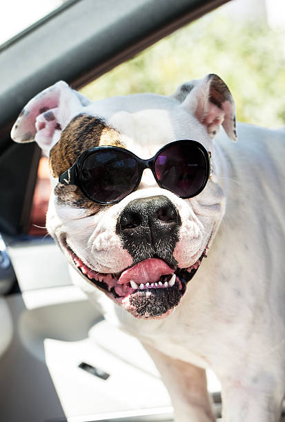 istock funny american bulldog 181628686