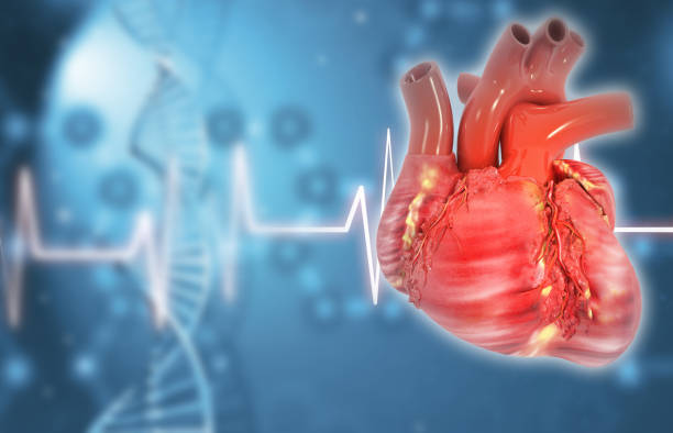 istock Human heart anatomy with ecg graph 1816288434