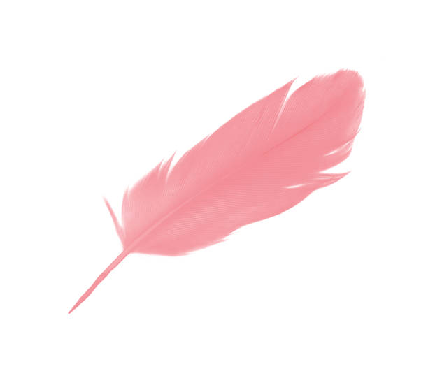 istock coral pink feather on white background 1816289478