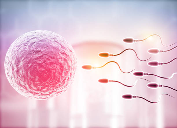 Female egg with moving sperm Female egg with moving sperm. 3d illustration human fertility stock pictures, royalty-free photos & images
