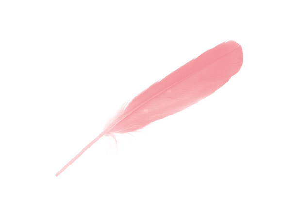 istock pink feather isolated on white background 1816293292