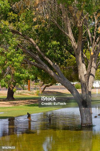 Monção Inundações Em Phoenix Arizona - Fotografias de stock e mais imagens de Acidente Natural - Acidente Natural, Ao Ar Livre, Arizona