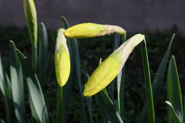 Daffodil bud in sunshine, easter yellow flowers in green spring meadow on dark bokeh background. Daffodil buds are ready for spring bloom.