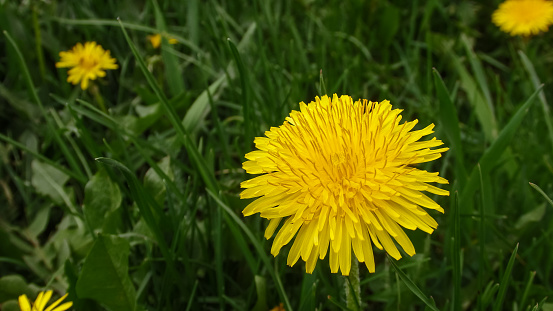 Yellow dandelion flower in green grass. Close-up. Spring Green. Spring mood. perfect for background, texture, macro photopraphy