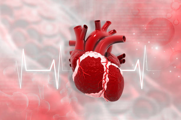 istock Human heart anatomy with ecg graph 1816298780
