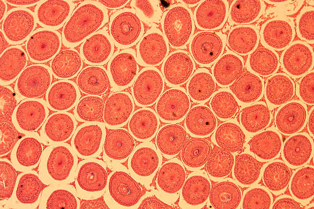 microscopic section of Testis T.S tissue stock photo