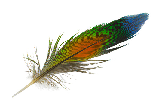 Parrot feather isolated on white background