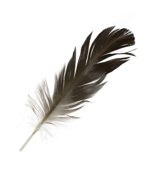 istock Beautiful feather isolated on white background 1816307511