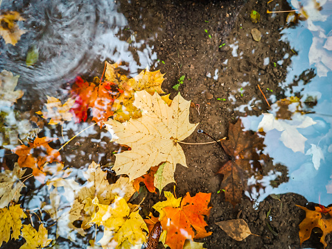 Rainy autumn day. Colorful leaves in a puddle. Reflection. Color image. Beautiful autumn background.