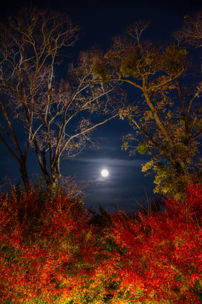 Treeline with Night Moon - Long exposure image showing a moonlit treeline at night in autumn season