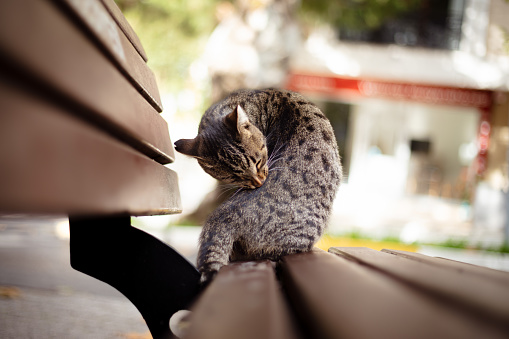 Tabby stray cat is sitting on park bench.