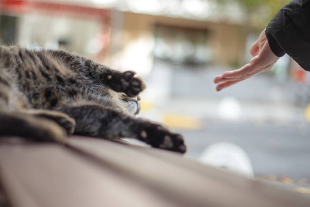 A close-up view of a calico cat and a human hand. \n\n\nThe cat is positioned slightly angled to its right, and its head is tilted down towards a human hand.  Its fur is a mix of orange, brown, and white, giving it a calico pattern. The cat's eyes are closed, and its expression appears relaxed or content.\n\n\nA human hand, light-skinned and partially visible, extends forward toward the cat's face.  The cat's nose is very close to the palm of the hand.\n\n\nThe background consists of a paved surface with rectangular gray paving stones. The paving stones have a slightly rough texture. The light in the image suggests an outdoor setting.