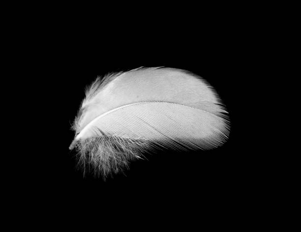 istock white feather isolated on black background 1816312435