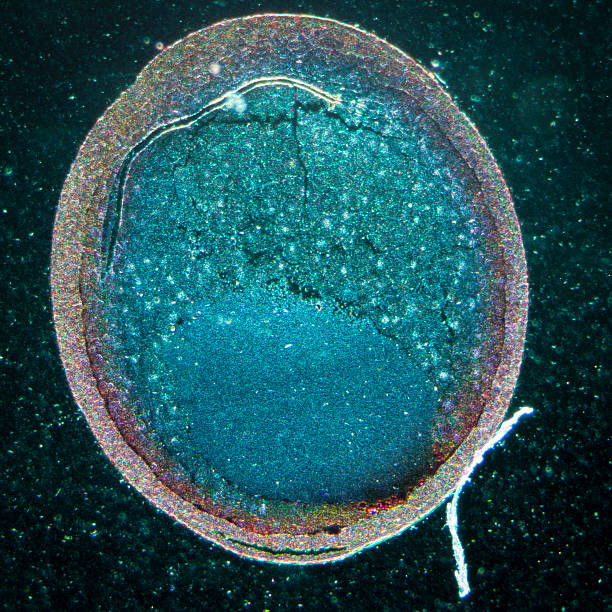 micrografia fase de clivagem de ovo de sapo - daphnia water flea high scale magnification micro organism imagens e fotografias de stock