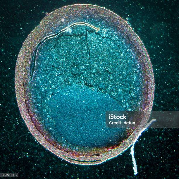 Исследовательская Микрофотография Стадии Расщепления Из Лягушка Яйцо — стоковые фотографии и другие картинки Маленький