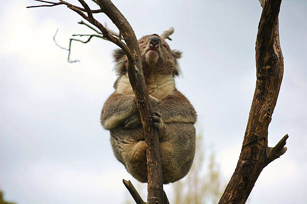 Koala stock photo